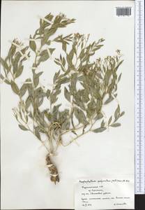 Haplophyllum acutifolium (DC.) G. Don, Middle Asia, Pamir & Pamiro-Alai (M2) (Turkmenistan)