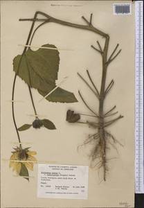 Helianthus annuus L., America (AMER) (Canada)