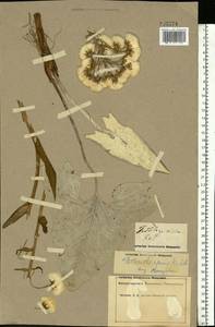 Petasites spurius (Retz.) Rchb., Eastern Europe, Middle Volga region (E8) (Russia)