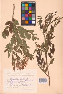 Glycyrrhiza glabra L., Eastern Europe, Lower Volga region (E9) (Russia)