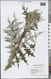 Echinops sphaerocephalus L., Eastern Europe, Central forest-and-steppe region (E6) (Russia)
