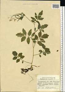 Cardamine amara L., Eastern Europe, Central forest-and-steppe region (E6) (Russia)