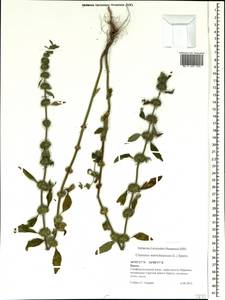 Chaiturus marrubiastrum (L.) Ehrh. ex Rchb., Crimea (KRYM) (Russia)
