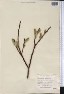 Salix alaxensis (Anderss.) Coville, America (AMER) (Canada)