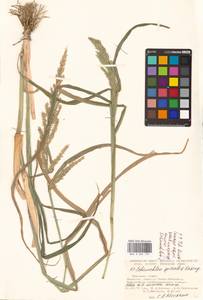 Echinochloa oryzoides (Ard.) Fritsch, Eastern Europe, North Ukrainian region (E11) (Ukraine)