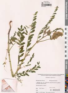 Astragalus uliginosus L., Siberia, Chukotka & Kamchatka (S7) (Russia)