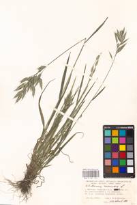 Bromus racemosus L., Eastern Europe, Moscow region (E4a) (Russia)