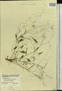 Arabidopsis arenosa subsp. arenosa, Eastern Europe, West Ukrainian region (E13) (Ukraine)