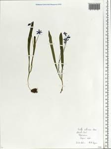 Scilla siberica Haw., Eastern Europe, Moscow region (E4a) (Russia)