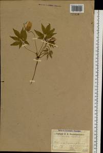 Clematis sibirica (L.) Mill., Siberia, Western Siberia (S1) (Russia)