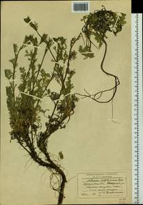 Artemisia ledebouriana Besser, Siberia, Baikal & Transbaikal region (S4) (Russia)