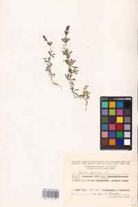 Galium spurium L., Eastern Europe, Lower Volga region (E9) (Russia)
