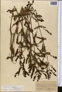 Veronica anagallis-aquatica L., Middle Asia, Kopet Dag, Badkhyz, Small & Great Balkhan (M1) (Turkmenistan)