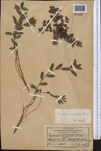Euphorbia monocyathium (Prokh.) Prokh., Middle Asia, Pamir & Pamiro-Alai (M2) (Kyrgyzstan)