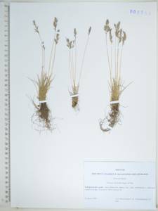 KHA6550, Festuca auriculata Drobow, Siberia, Russian Far East (S6) (Russia)