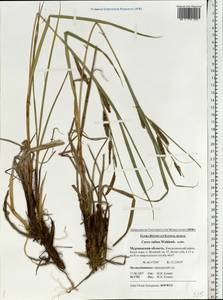 Carex salina Wahlenb., Eastern Europe, Northern region (E1) (Russia)