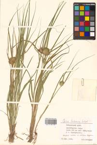 Carex bohemica Schreb., Siberia, Russian Far East (S6) (Russia)