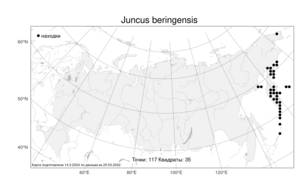 Juncus beringensis Buchenau, Atlas of the Russian Flora (FLORUS) (Russia)