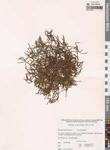 Cassiope lycopodioides (Pall.) D.Don, Siberia, Chukotka & Kamchatka (S7) (Russia)