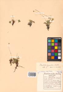 Potentilla hyparctica Malte, Siberia, Russian Far East (S6) (Russia)