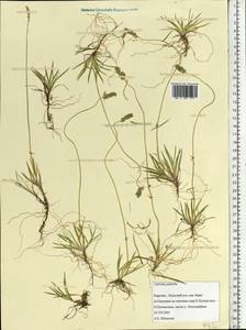 Tofieldia pusilla (Michx.) Pers., Eastern Europe, Northern region (E1) (Russia)