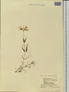 Dichodon maximum (L.) Á. Löve & D. Löve, Siberia, Central Siberia (S3) (Russia)