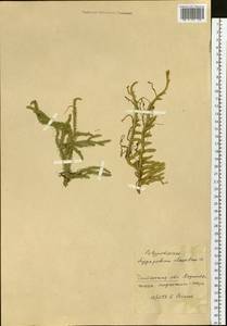 Lycopodium clavatum L., Siberia, Baikal & Transbaikal region (S4) (Russia)