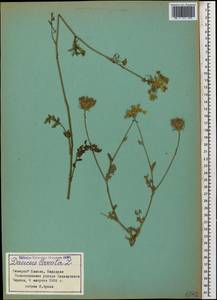 Daucus carota L., Caucasus, Stavropol Krai, Karachay-Cherkessia & Kabardino-Balkaria (K1b) (Russia)