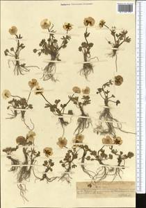 Ranunculus transiliensis Popov ex Gamajun., Middle Asia, Northern & Central Tian Shan (M4) (Kazakhstan)
