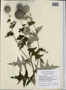 Echinops sphaerocephalus L., Western Europe (EUR) (Bulgaria)