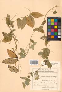 Vicia pseudorobus Fisch. & C.A.Mey., Siberia, Russian Far East (S6) (Russia)