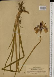 Iris sibirica L., Eastern Europe, Eastern region (E10) (Russia)