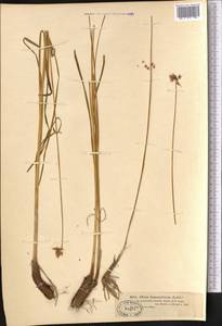 Allium hymenorhizum Ledeb., Middle Asia, Dzungarian Alatau & Tarbagatai (M5) (Kazakhstan)