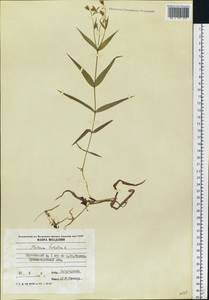 Rabelera holostea (L.) M. T. Sharples & E. A. Tripp, Eastern Europe, Moldova (E13a) (Moldova)