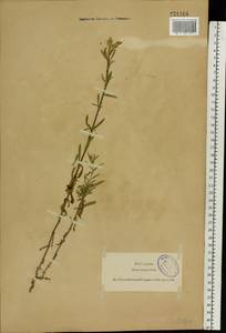 Silene tatarica (L.) Pers., Eastern Europe, North-Western region (E2) (Russia)