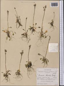 Primula borealis Duby, America (AMER) (United States)