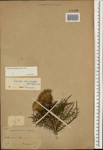 Ptilostemon echinocephalus (Willd.) Greuter, Caucasus, Black Sea Shore (from Novorossiysk to Adler) (K3) (Russia)