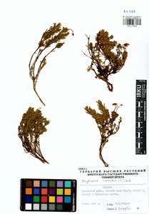 Phyllodoce caerulea (L.) Bab., Siberia, Baikal & Transbaikal region (S4) (Russia)