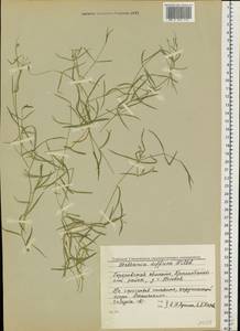 Stellaria longifolia (Regel) Muhl. ex Willd., Eastern Europe, Volga-Kama region (E7) (Russia)