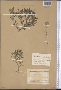Gnaphalium uliginosum L., Siberia, Altai & Sayany Mountains (S2) (Russia)