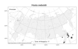 Hosta sieboldii (Paxton) J.W.Ingram, Atlas of the Russian Flora (FLORUS) (Russia)