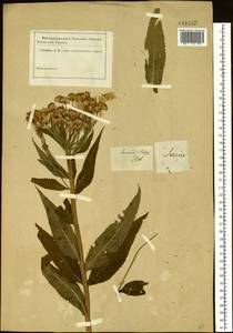Senecio nemorensis L., Siberia (no precise locality) (S0) (Russia)