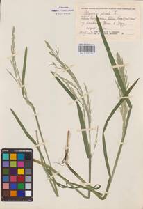 Glyceria notata Chevall., Eastern Europe, Central region (E4) (Russia)