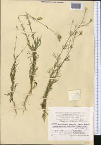 Crupina vulgaris (Pers.) Cass., Middle Asia, Kopet Dag, Badkhyz, Small & Great Balkhan (M1) (Turkmenistan)