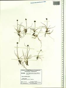 Carex maritima Gunnerus, Siberia, Central Siberia (S3) (Russia)