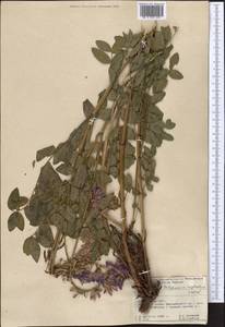 Hedysarum neglectum Ledeb., Middle Asia, Pamir & Pamiro-Alai (M2) (Kyrgyzstan)