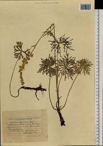 Aconitum barbatum Patrin ex Pers., Siberia, Altai & Sayany Mountains (S2) (Russia)