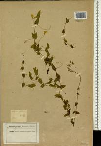 Lathyrus aphaca L., South Asia, South Asia (Asia outside ex-Soviet states and Mongolia) (ASIA) (Iran)