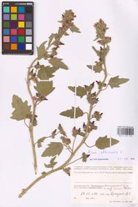 Althaea officinalis L., Eastern Europe, Lower Volga region (E9) (Russia)