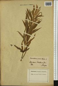 Polygonatum verticillatum (L.) All., Western Europe (EUR) (Switzerland)